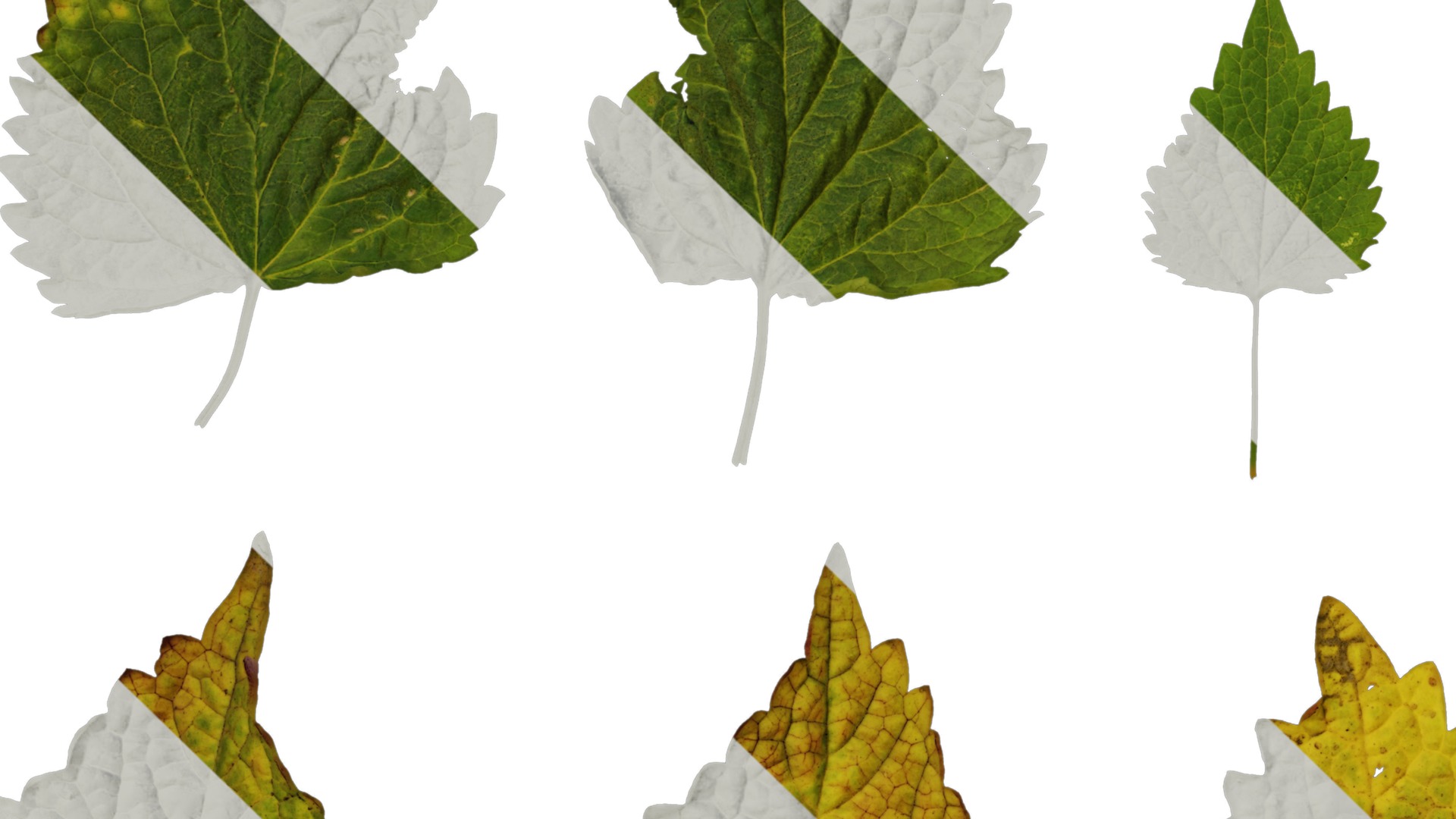 Anydrafts Agastache rugosa Leaf 02 Texture_4