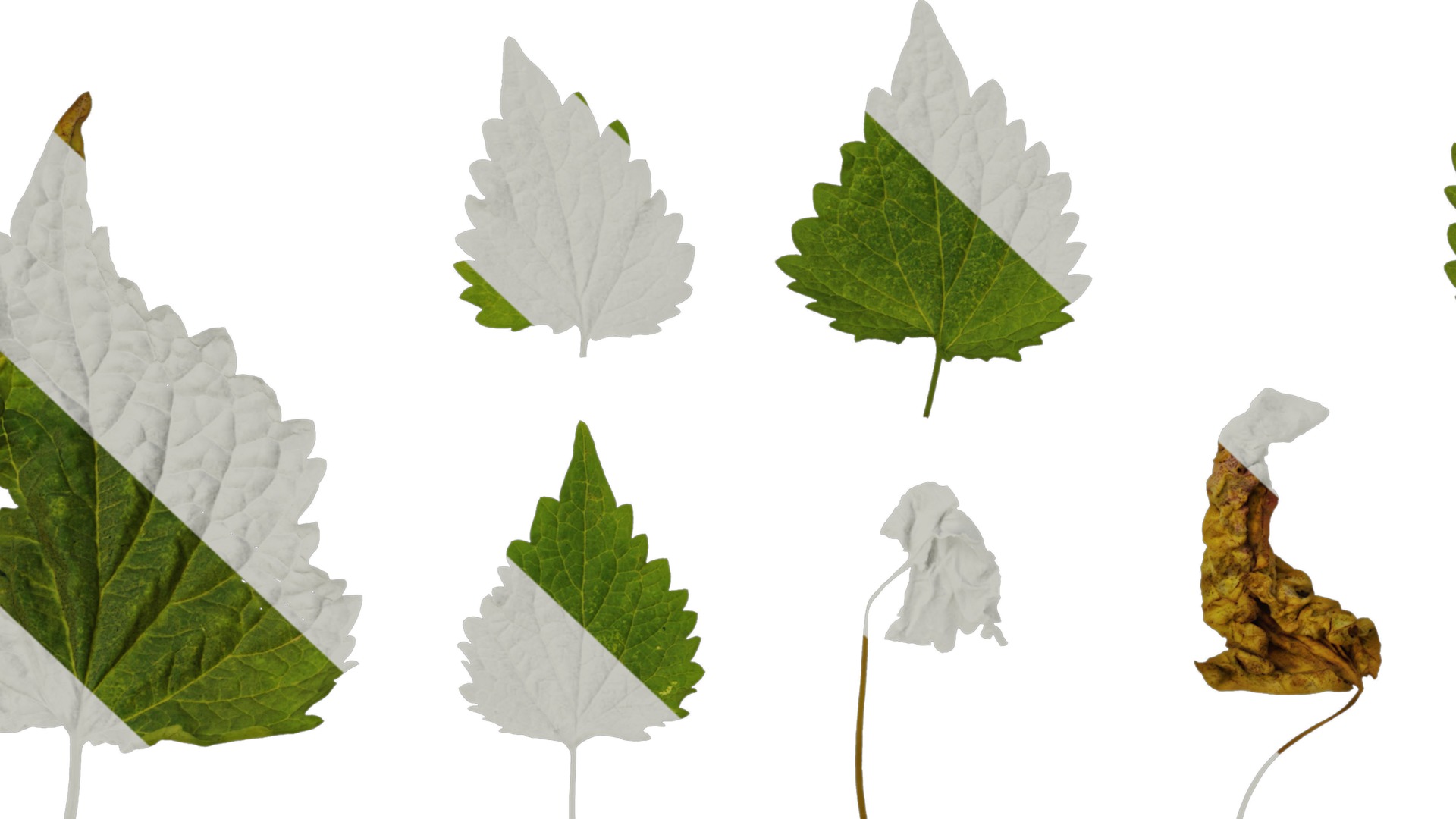 Anydrafts Agastache rugosa Leaf 02 Texture_6