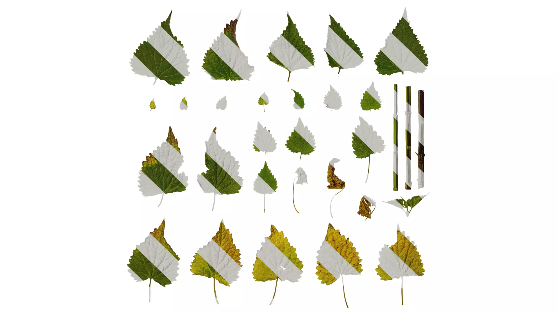 Anydrafts Agastache rugosa Leaf 02 Texture_0