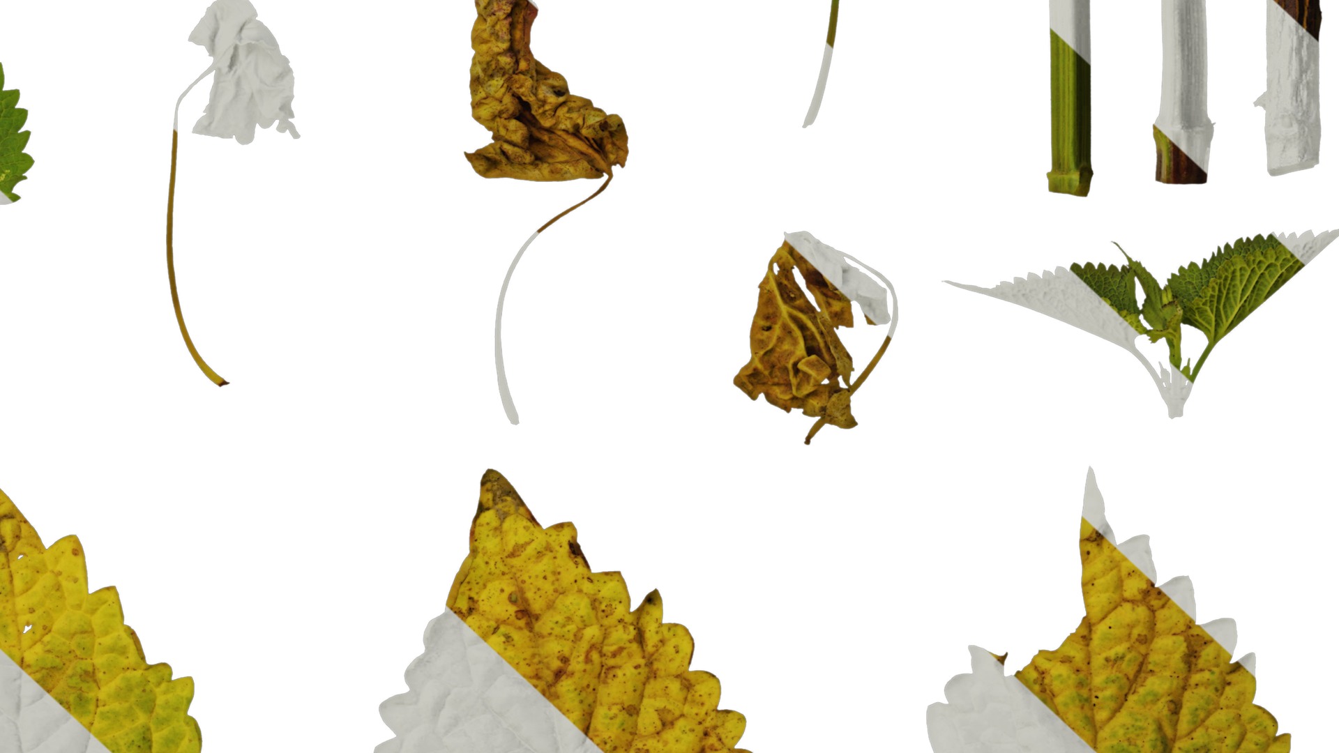 Anydrafts Agastache rugosa Leaf 02 Texture_5