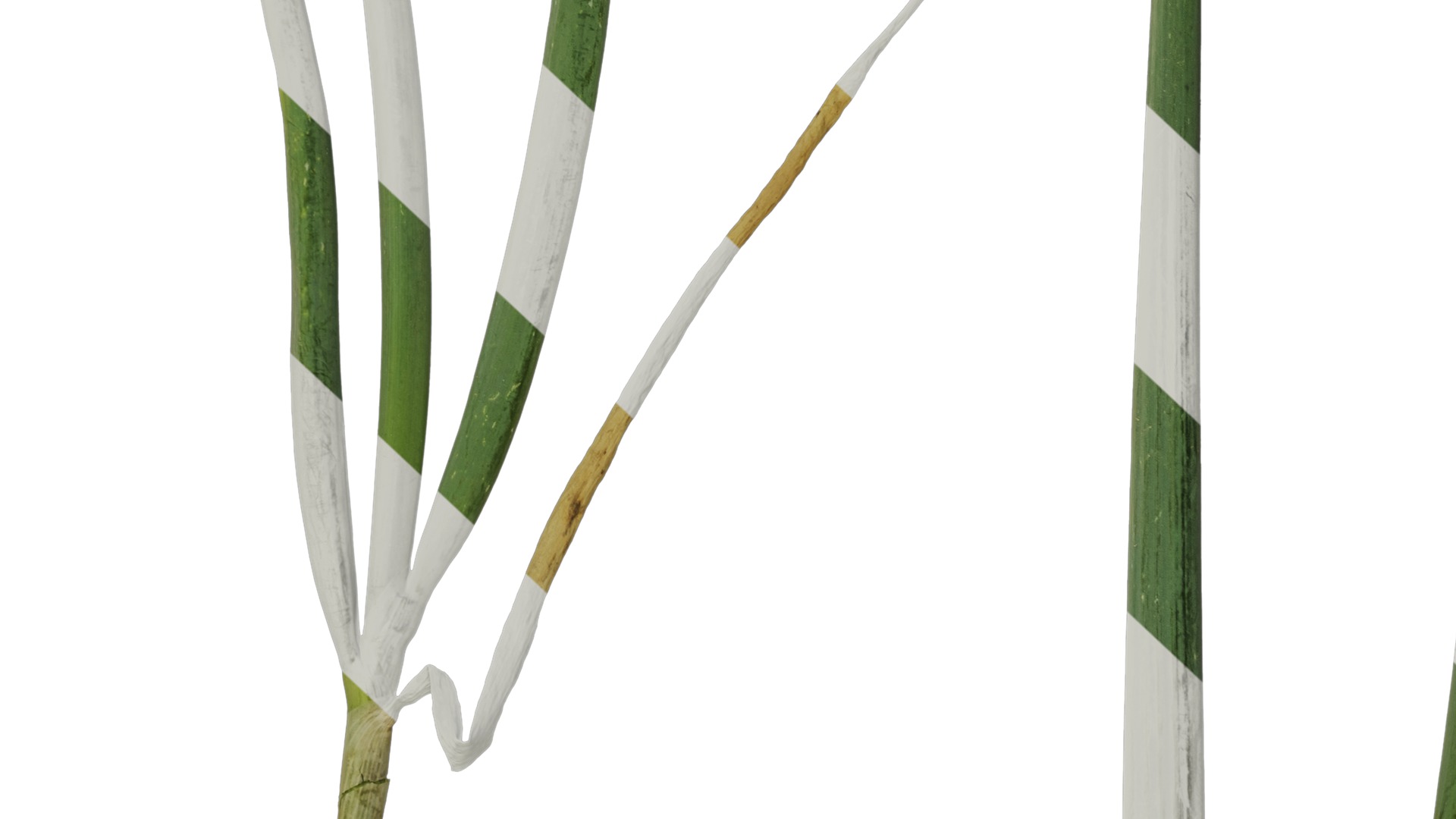 Anydrafts Allium fistulosum Atlas 01 Texture_7