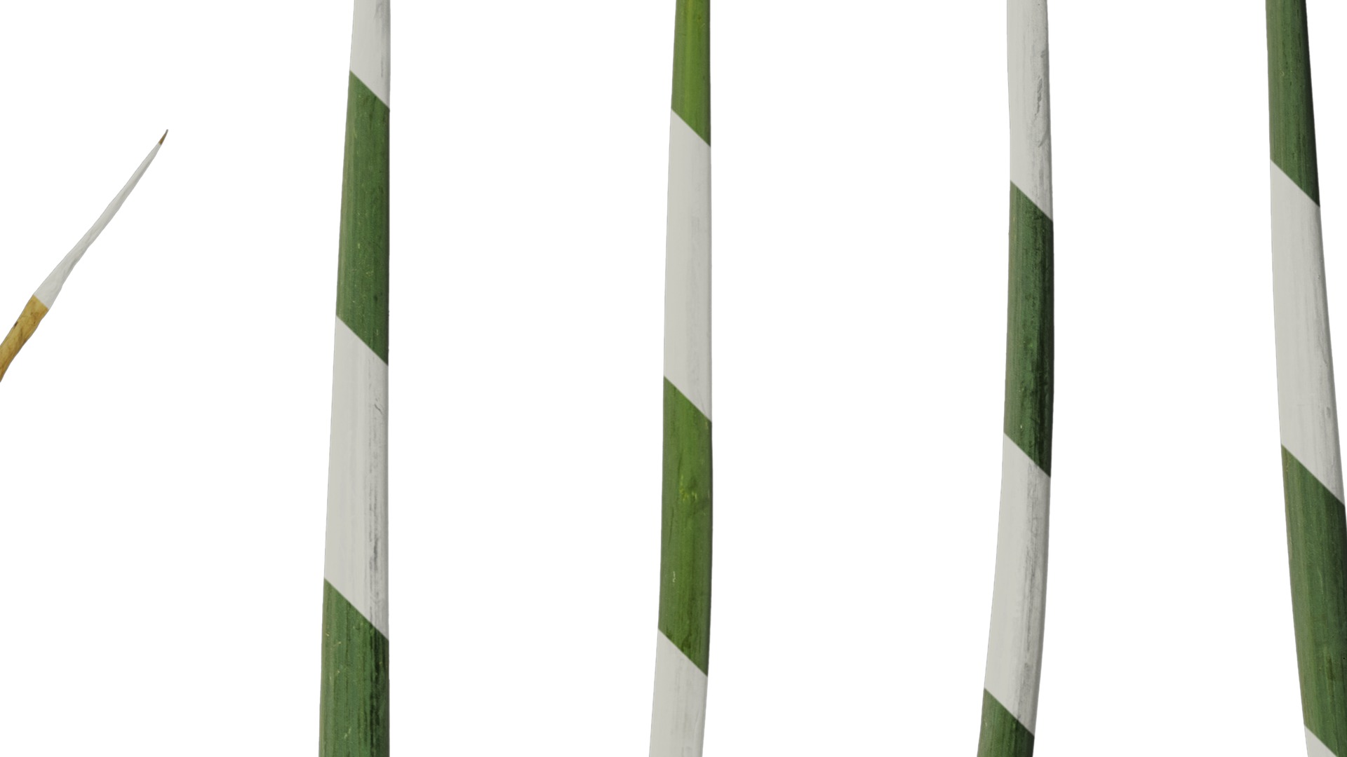 Anydrafts Allium fistulosum Atlas 01 Texture_4