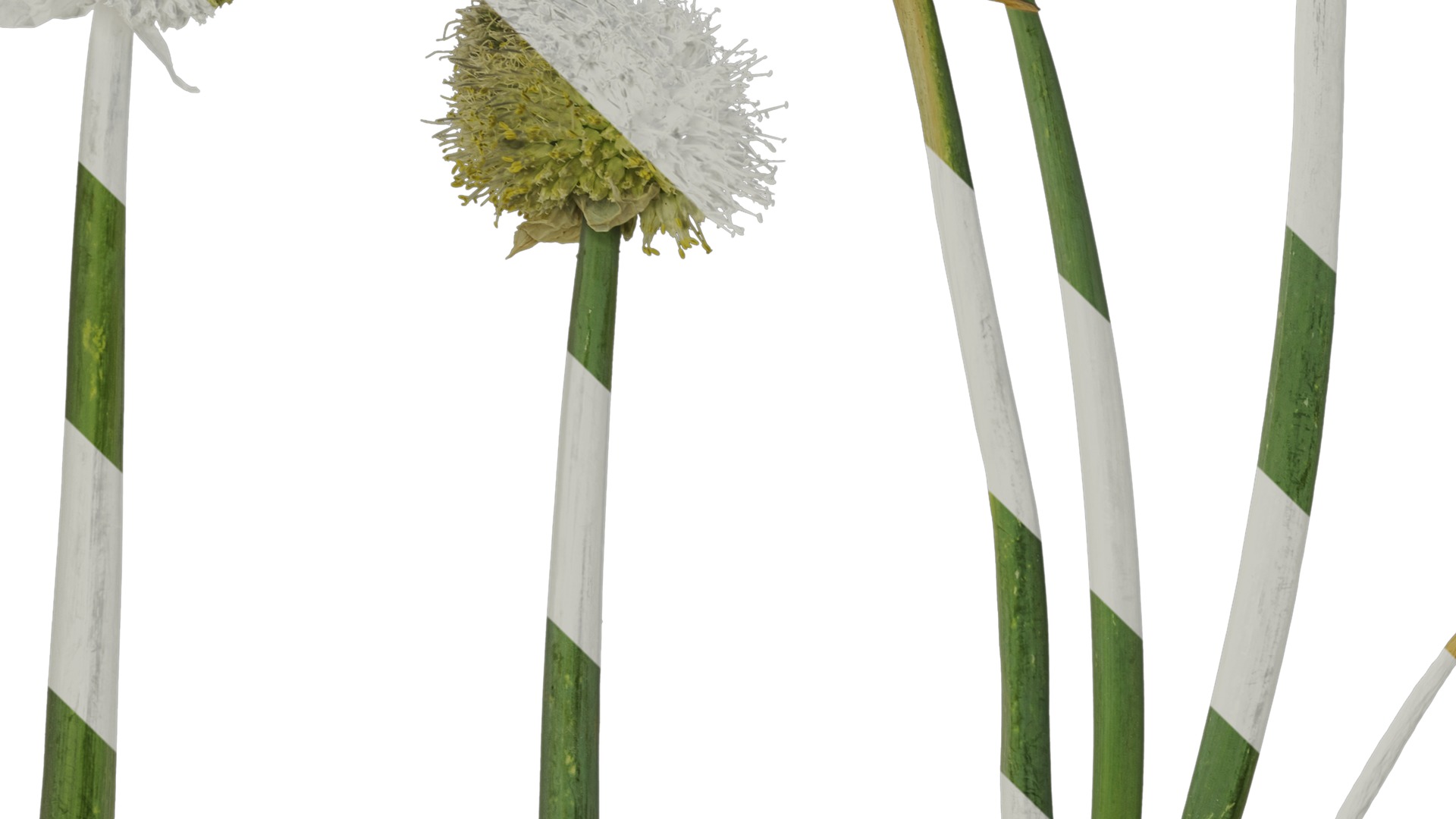 Anydrafts Allium fistulosum Atlas 01 Texture_3