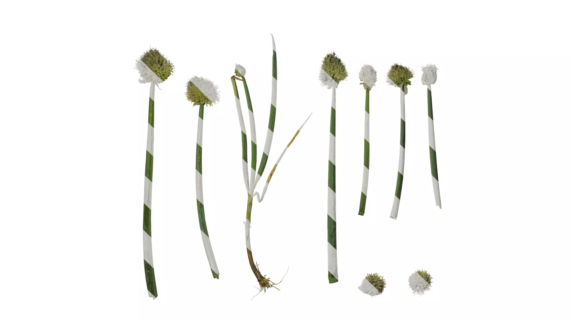 Anydrafts Allium fistulosum Atlas 01 Texture_0