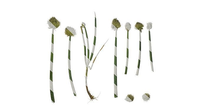 Anydrafts Allium fistulosum Atlas 01 Texture