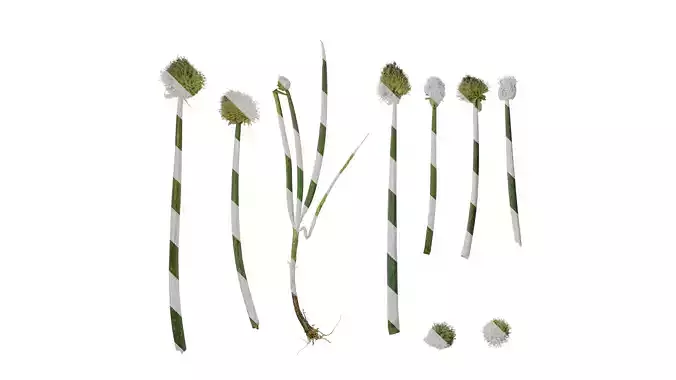 Anydrafts Allium fistulosum Atlas 01