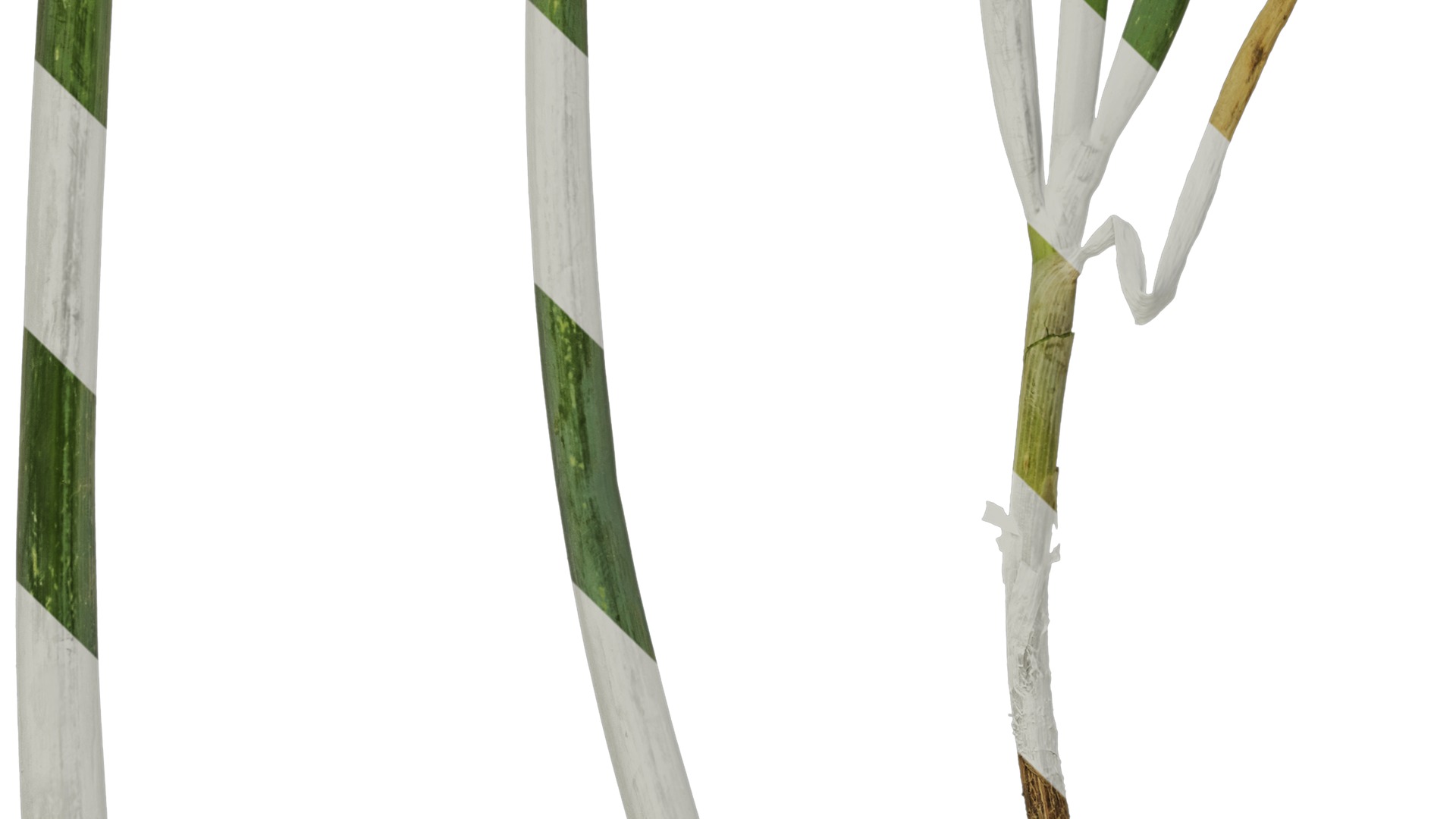 Anydrafts Allium fistulosum Atlas 01 Texture_5