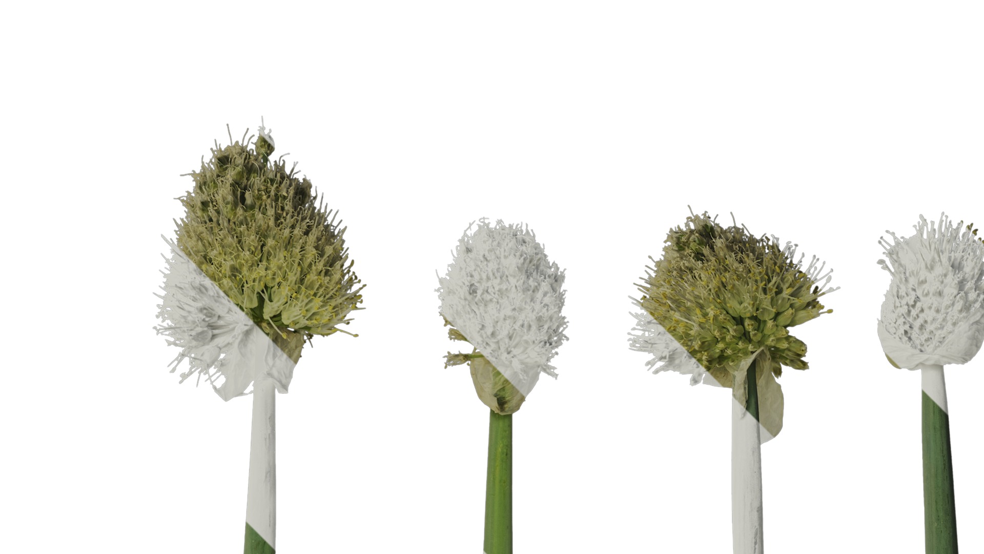 Anydrafts Allium fistulosum Atlas 01 Texture_2