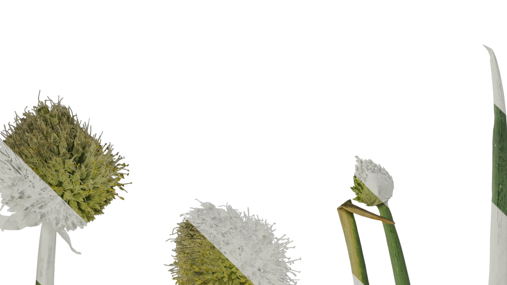 Anydrafts Allium fistulosum Atlas 01 Texture_1