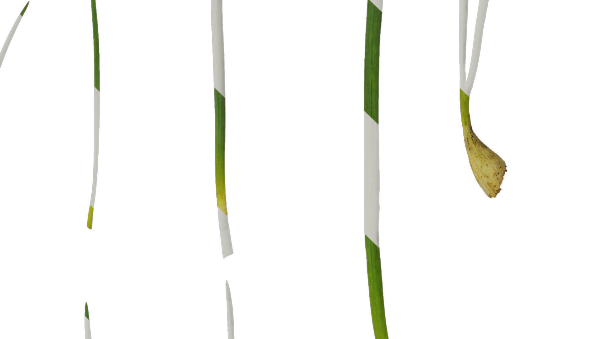 Anydrafts Allium fistulosum Atlas 02 Texture_4