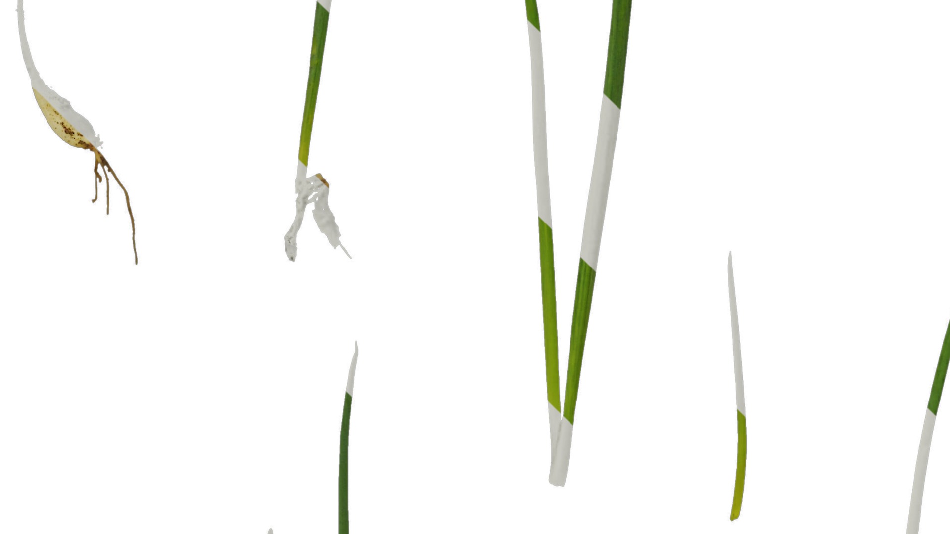 Anydrafts Allium fistulosum Atlas 02 Texture_3