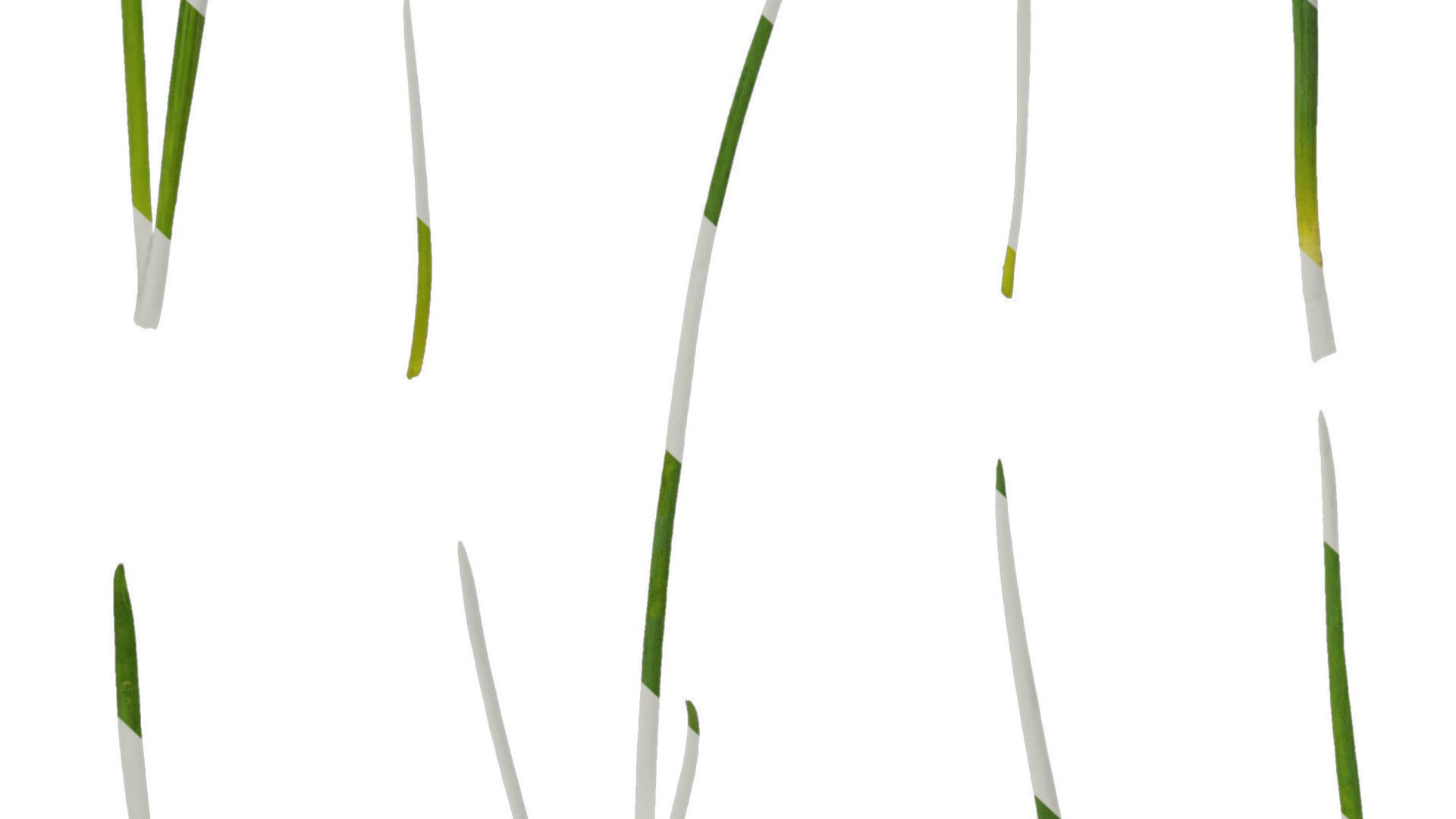 Anydrafts Allium fistulosum Atlas 02 Texture_7