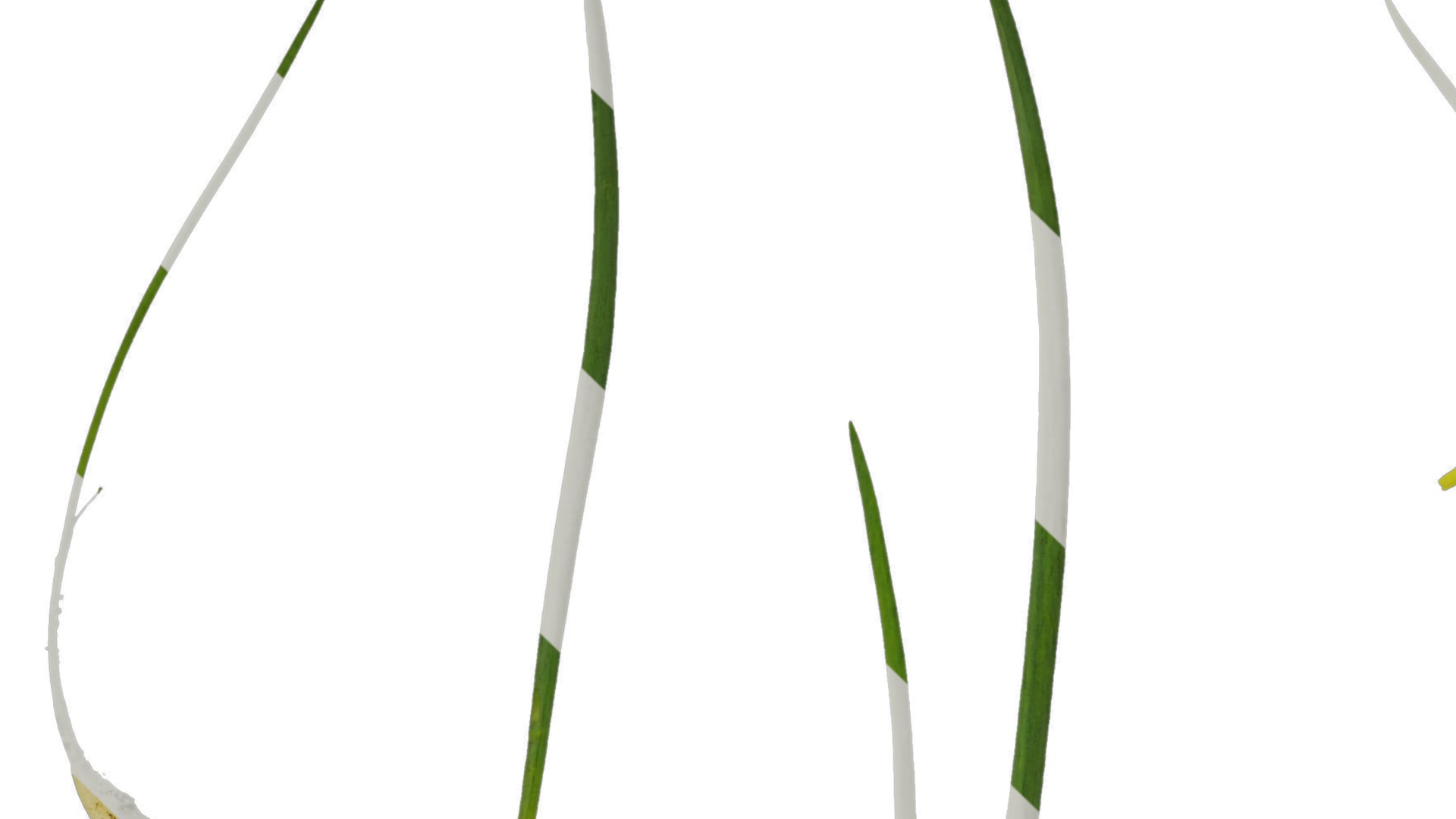 Anydrafts Allium fistulosum Atlas 02 Texture_1