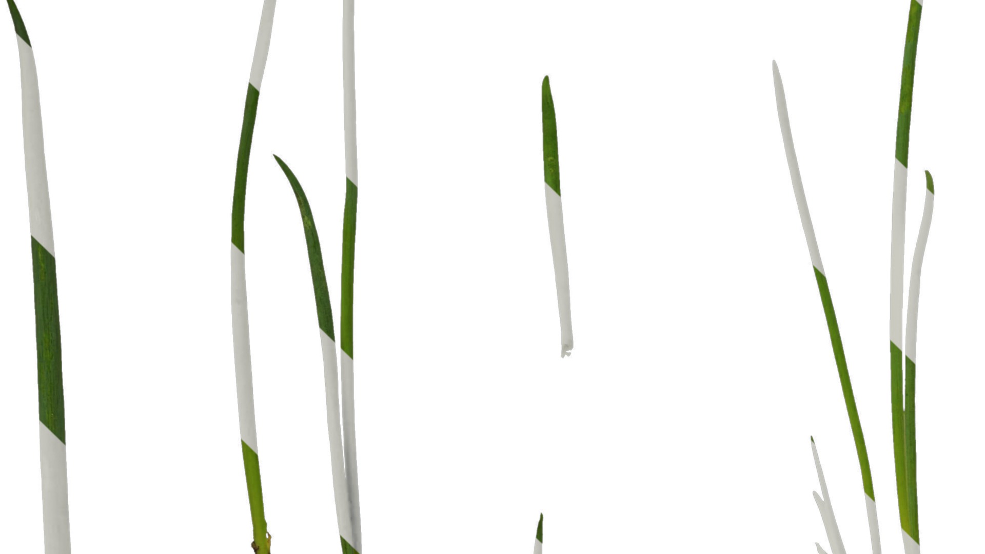 Anydrafts Allium fistulosum Atlas 02 Texture_5