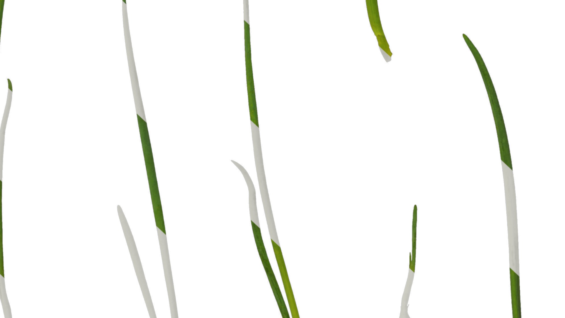 Anydrafts Allium fistulosum Atlas 02 Texture_6