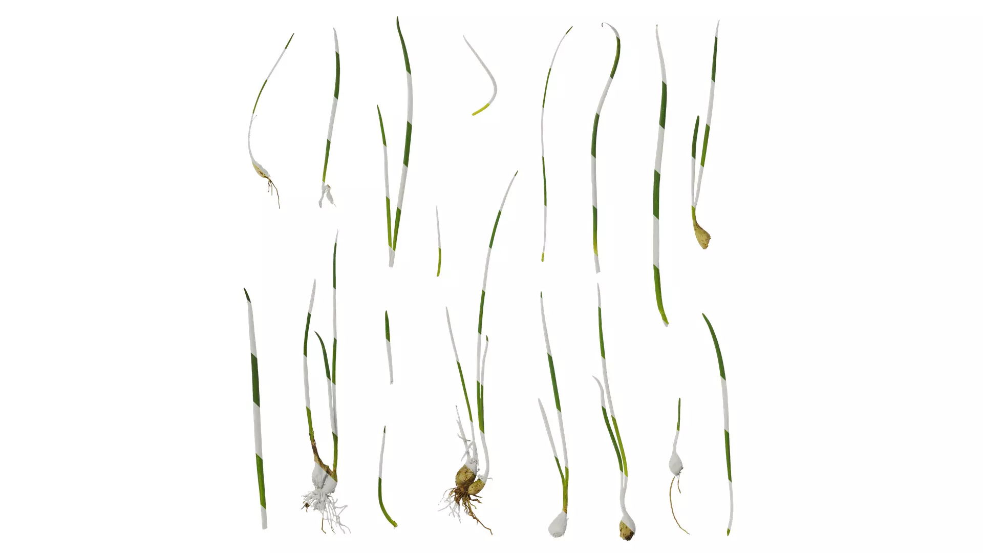 Anydrafts Allium fistulosum Atlas 02 Texture_0