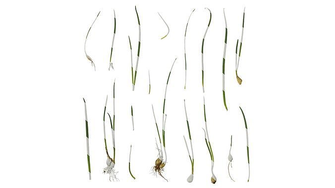 Anydrafts Allium fistulosum Atlas 02 Texture