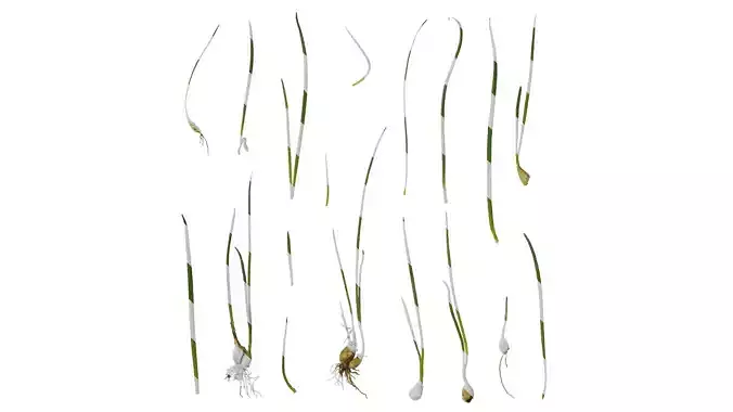 Anydrafts Allium fistulosum Atlas 02