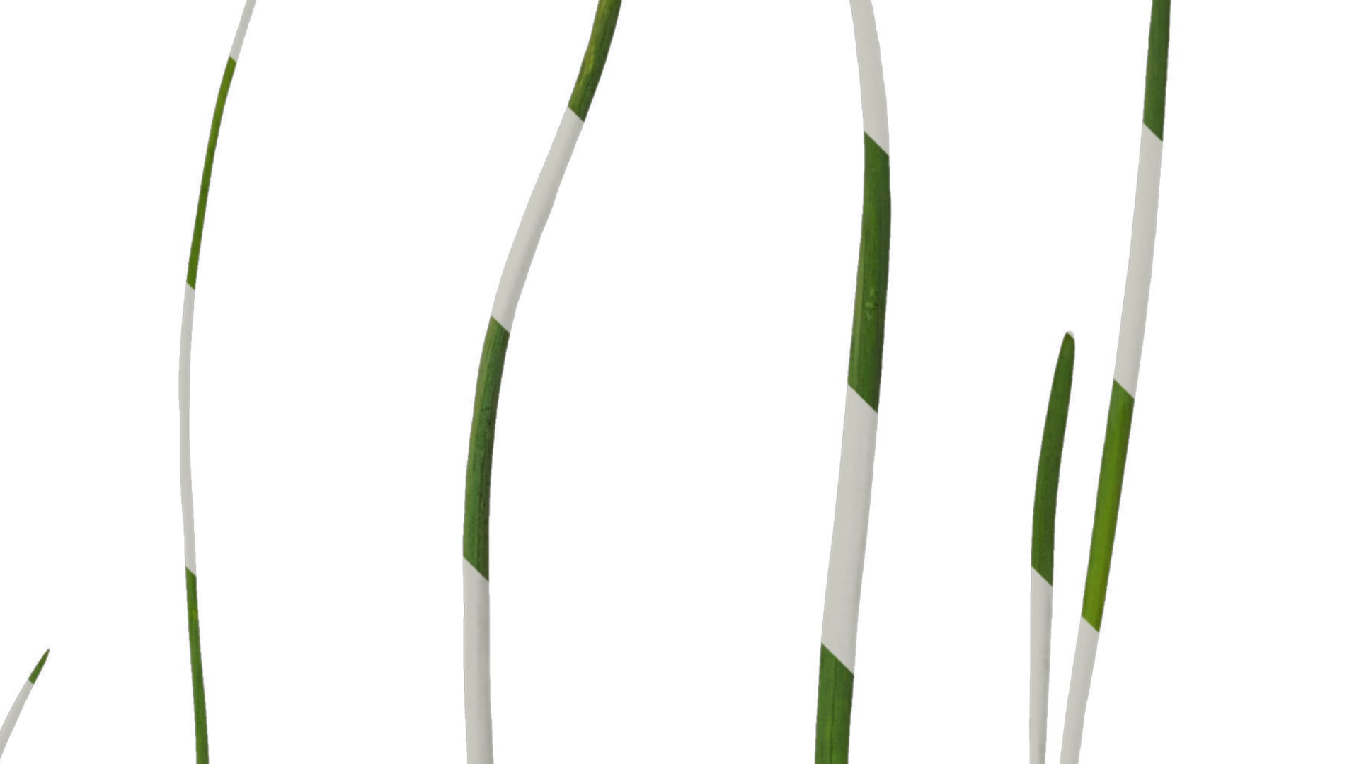 Anydrafts Allium fistulosum Atlas 02 Texture_2