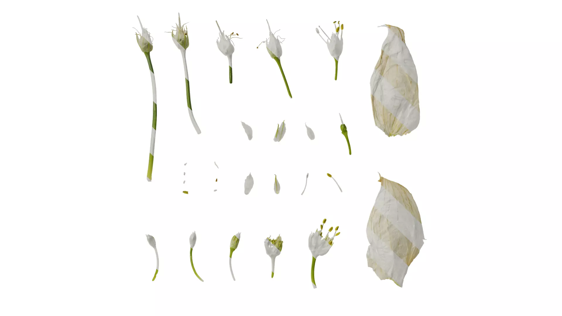 Anydrafts Allium fistulosum Flower 02 Texture