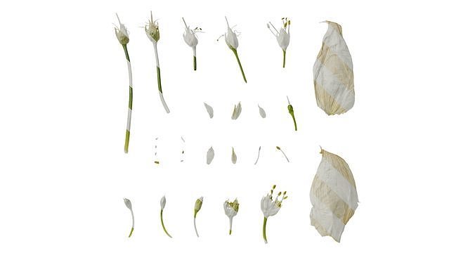 Anydrafts Allium fistulosum Flower 02 Texture