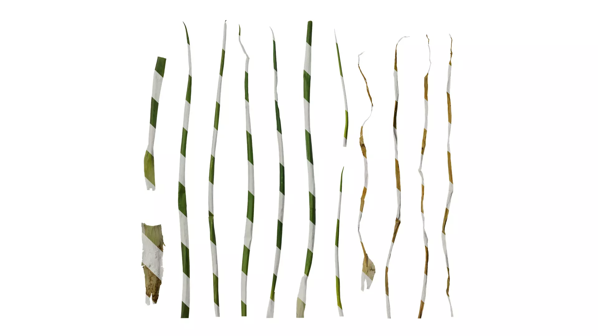 Anydrafts Allium fistulosum Leaf 01 Texture