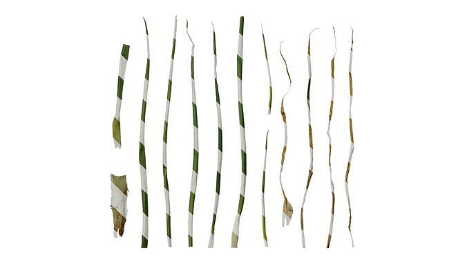 Anydrafts Allium fistulosum Leaf 01 Texture
