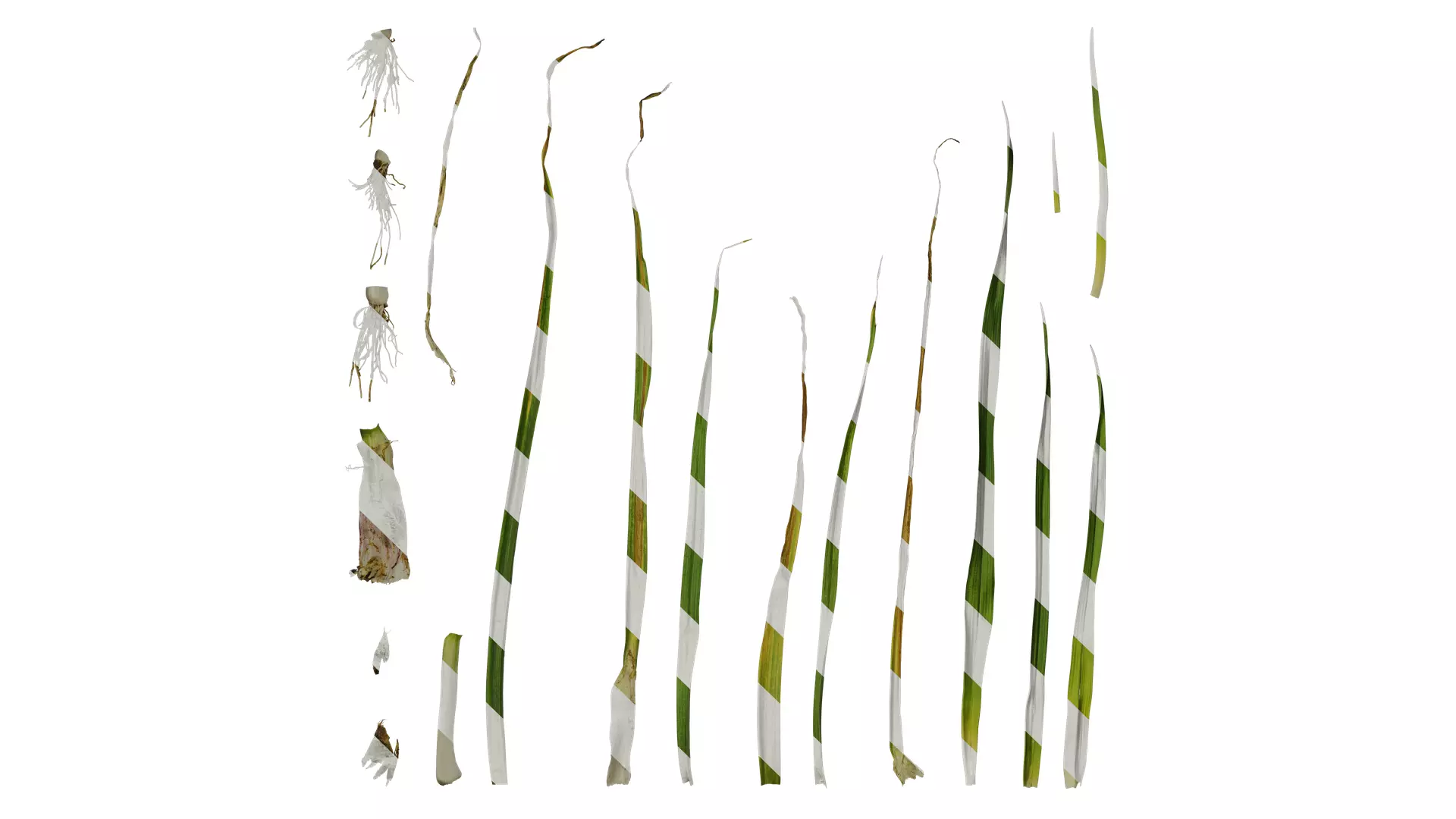 Anydrafts Allium sativum Atlas 07 Texture