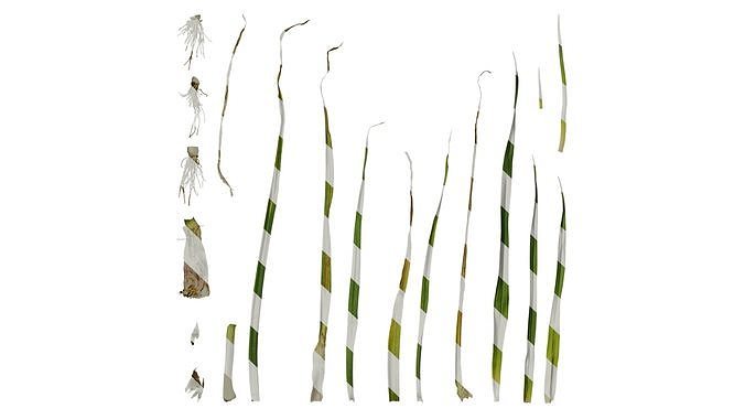 Anydrafts Allium sativum Atlas 07 Texture