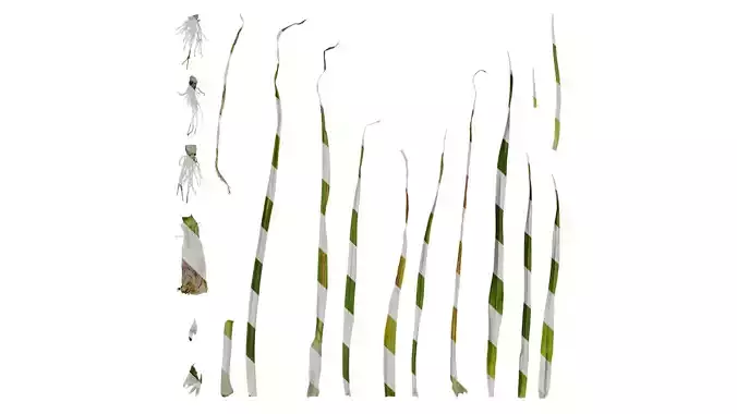 Anydrafts Allium sativum Atlas 07