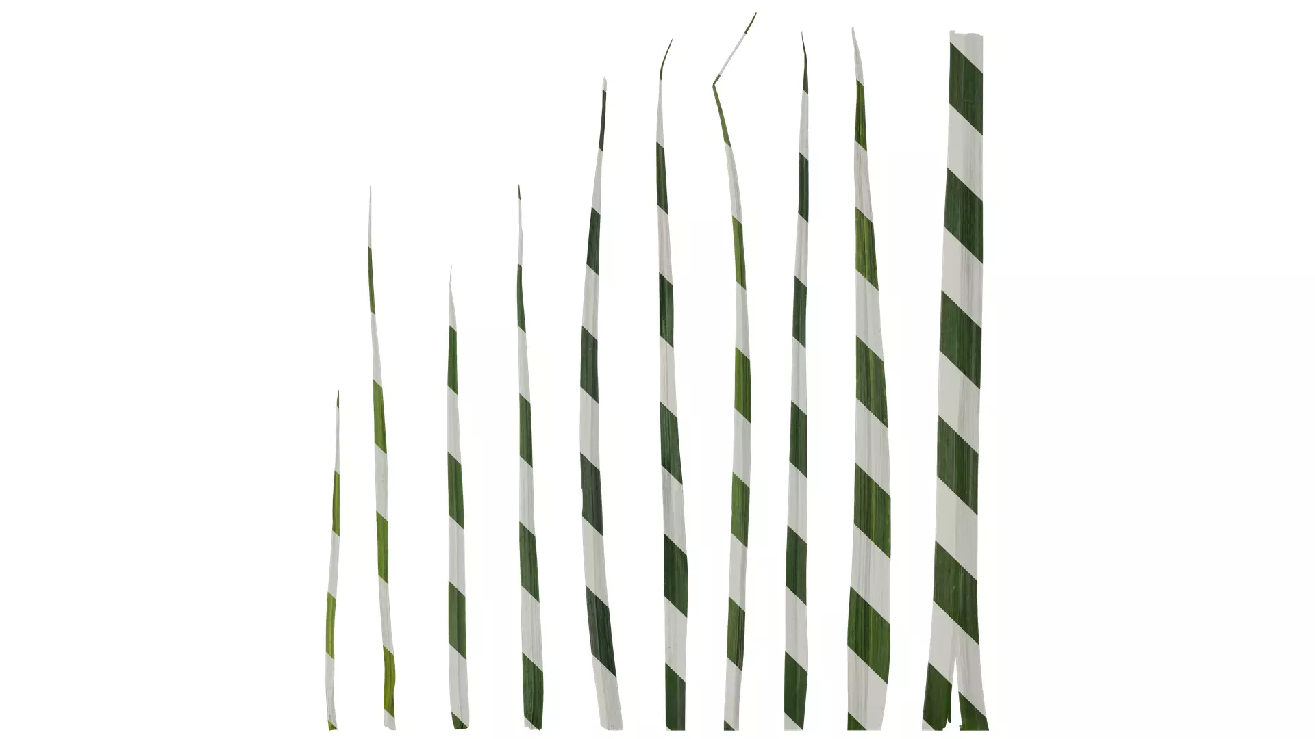 Anydrafts Allium sativum Leaf 01 Texture