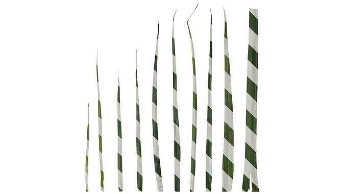 Anydrafts Allium sativum Leaf 01 Texture