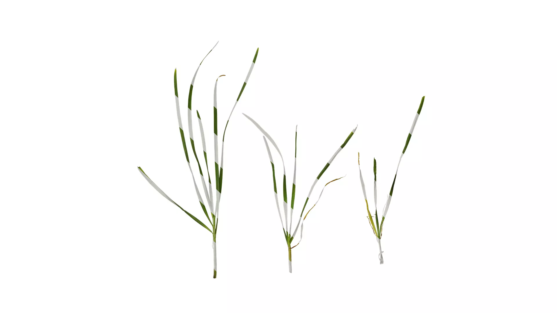 Anydrafts Allium tuberosum Atlas 06 Texture