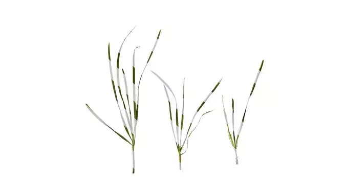 Anydrafts Allium tuberosum Atlas 06