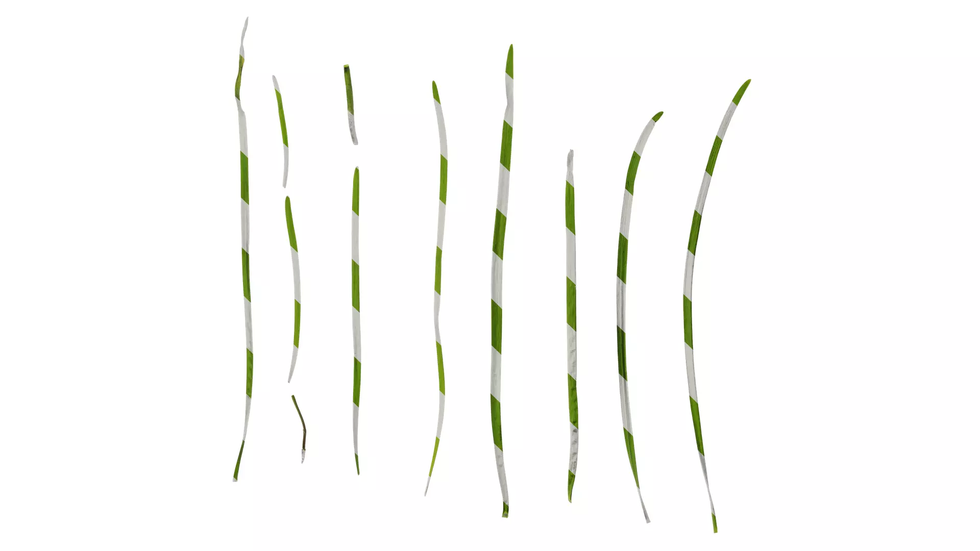 Anydrafts Allium tuberosum Leaf 01 Texture