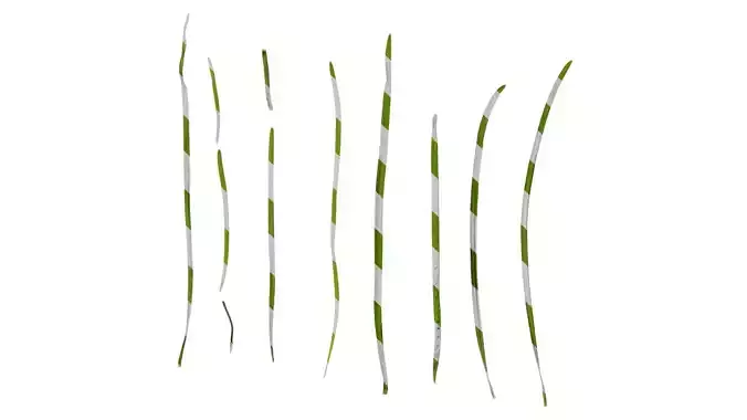 Anydrafts Allium tuberosum Leaf 01