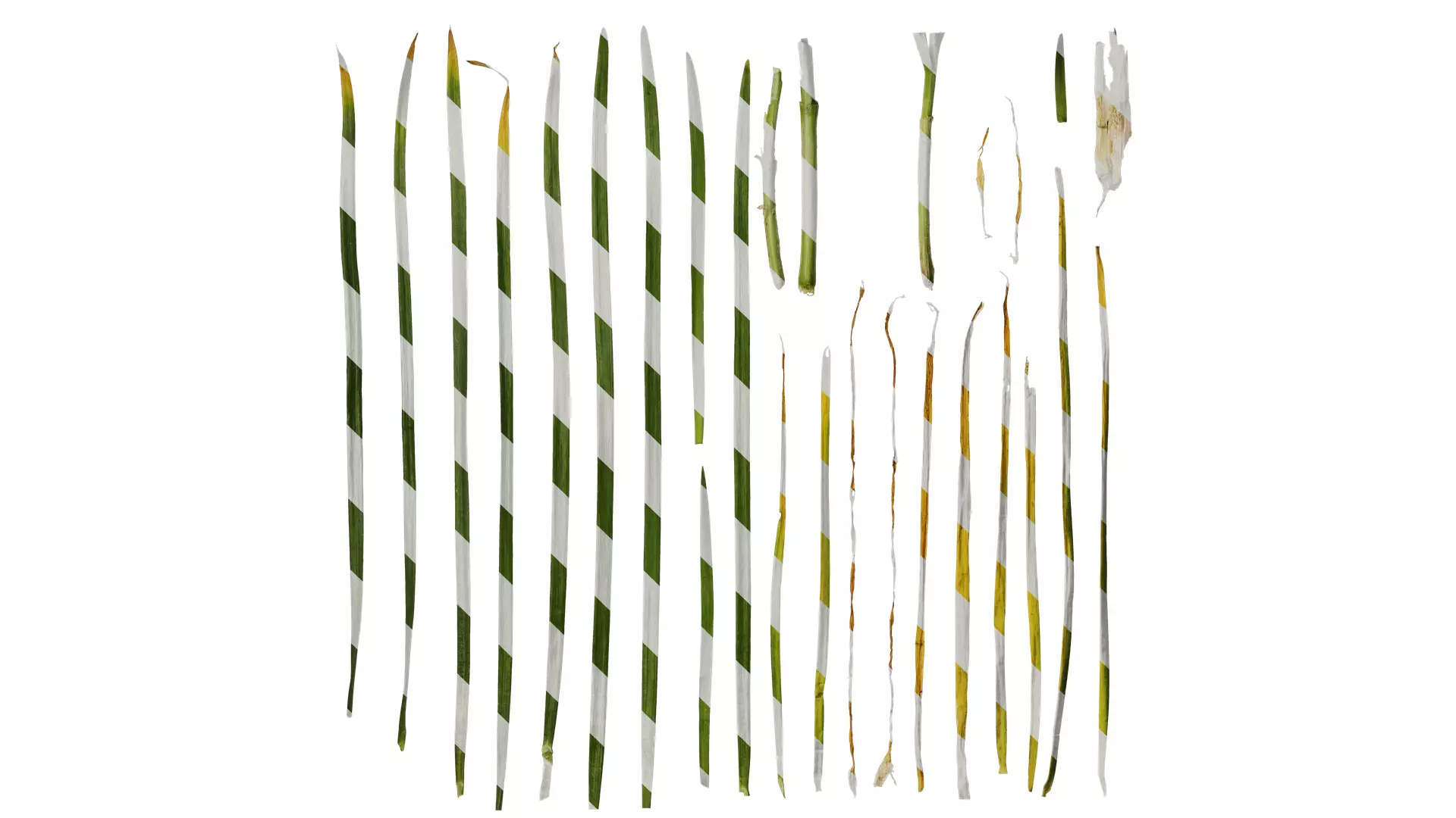 Anydrafts Allium tuberosum Leaf 02 Texture