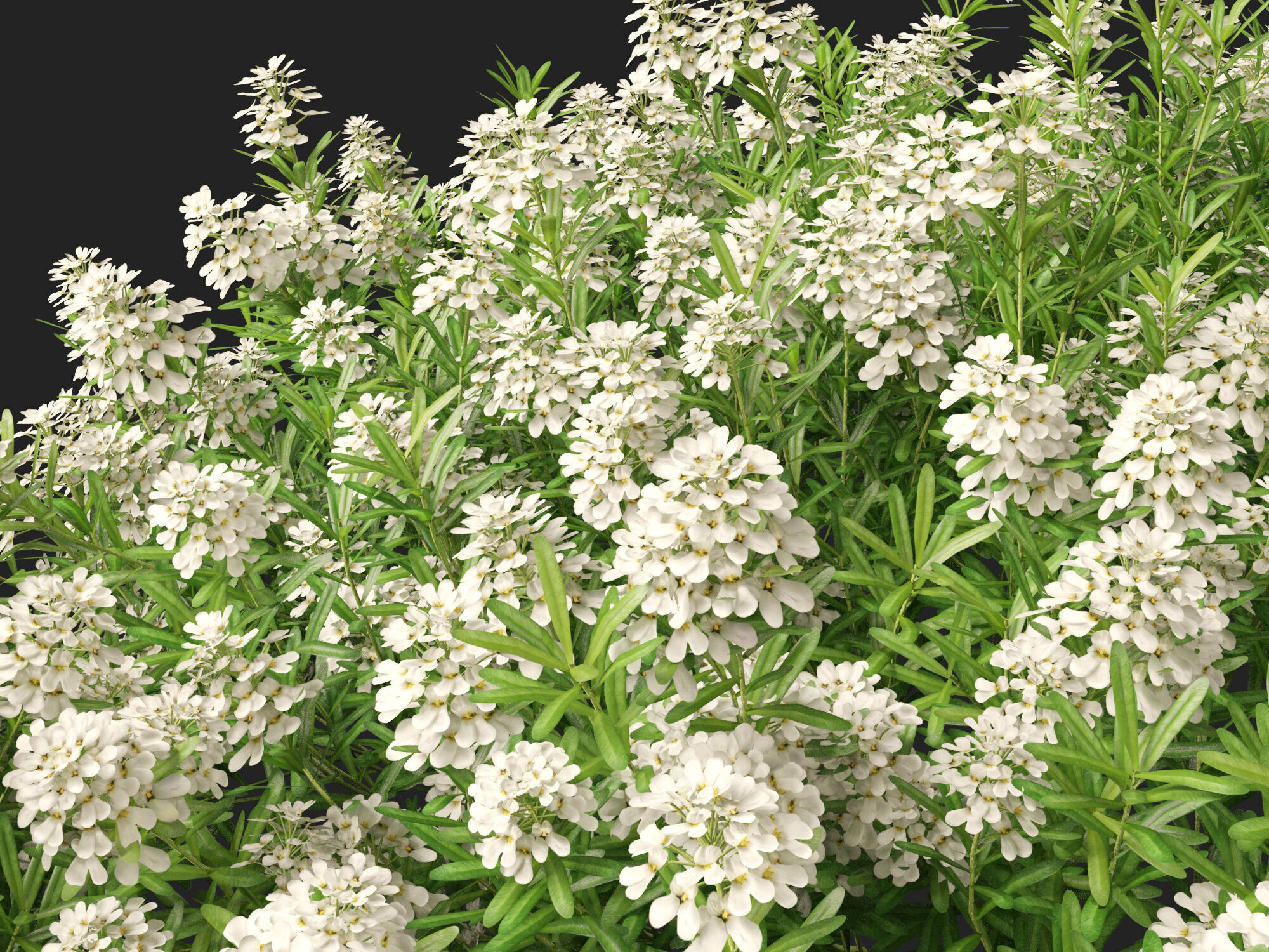 HighPolyLowPoly - Iberis sempervirens - candytuft Low-poly 3D model_3