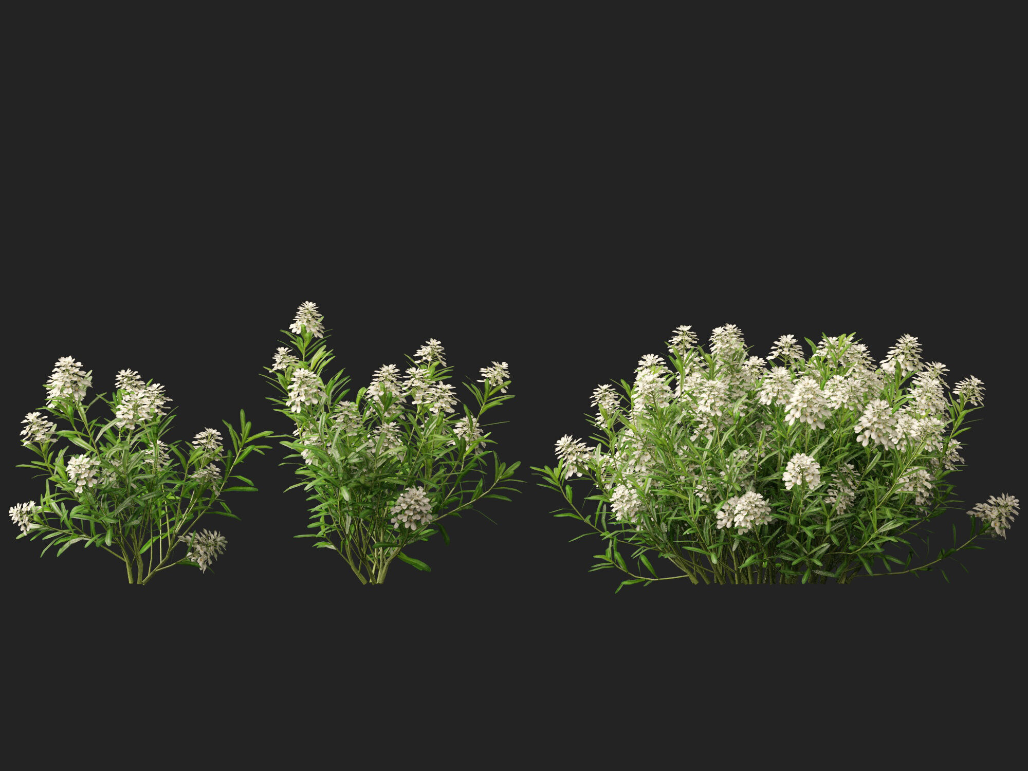 HighPolyLowPoly - Iberis sempervirens - candytuft Low-poly 3D model_5