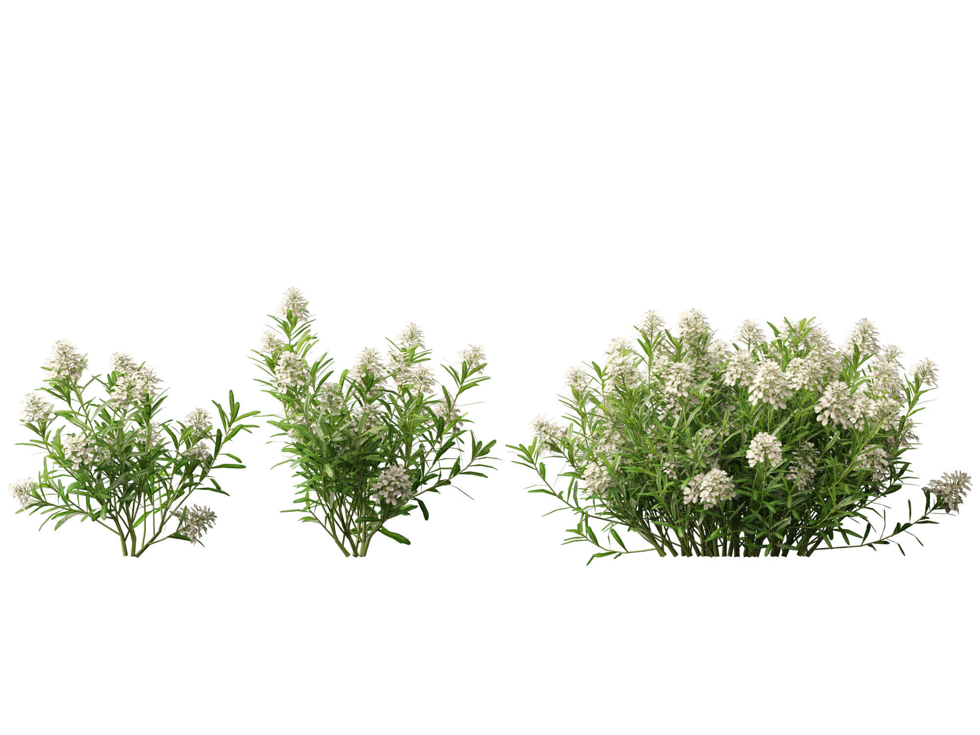 HighPolyLowPoly - Iberis sempervirens - candytuft Low-poly 3D model_4