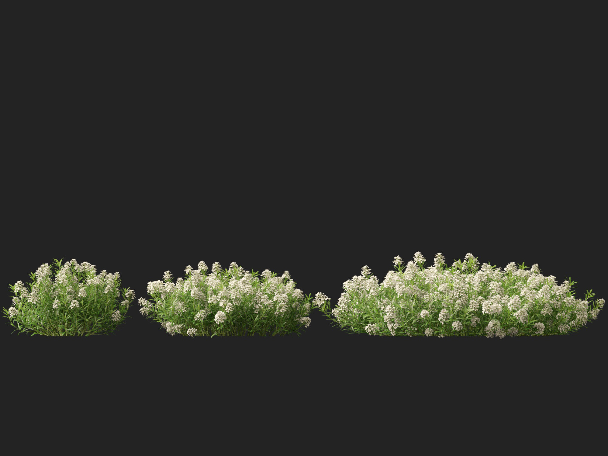 HighPolyLowPoly - Iberis sempervirens - candytuft Low-poly 3D model_7