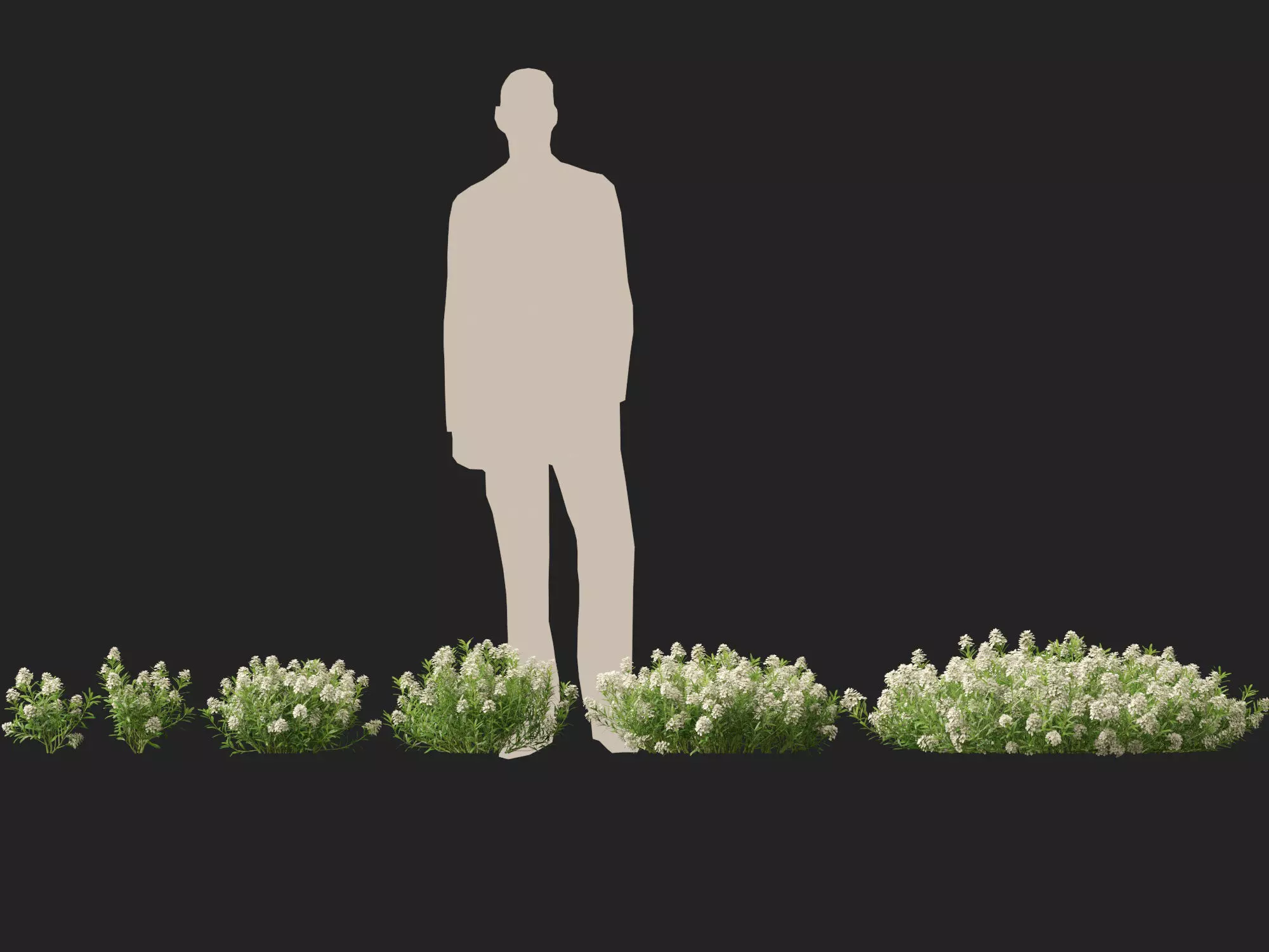 HighPolyLowPoly - Iberis sempervirens - candytuft Low-poly 3D model_0