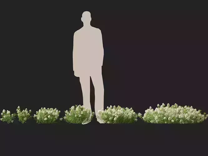 HighPolyLowPoly - Iberis sempervirens - candytuft