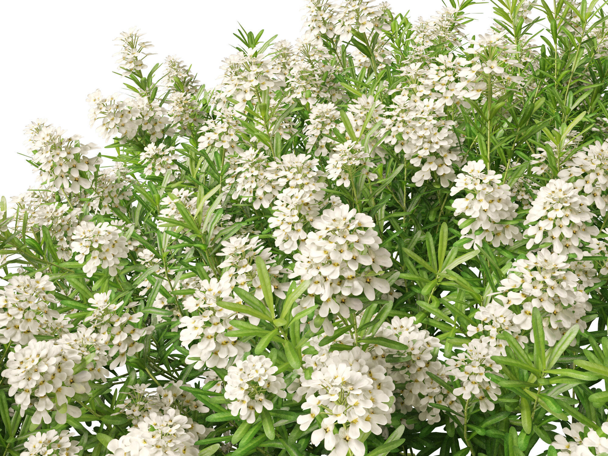 HighPolyLowPoly - Iberis sempervirens - candytuft Low-poly 3D model_2