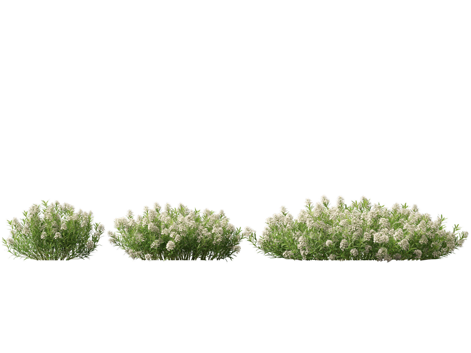 HighPolyLowPoly - Iberis sempervirens - candytuft Low-poly 3D model_6