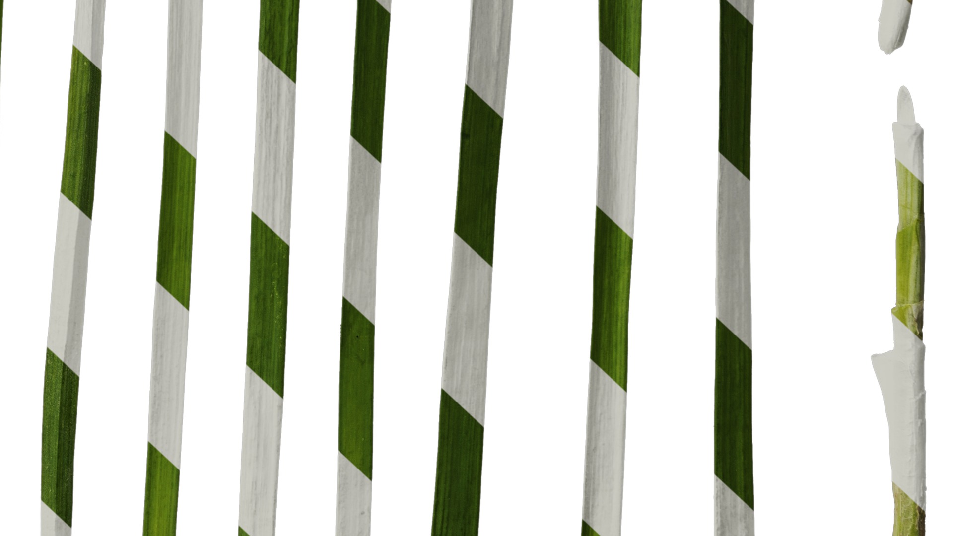 Anydrafts Allium tuberosum Leaf 03 Texture_6