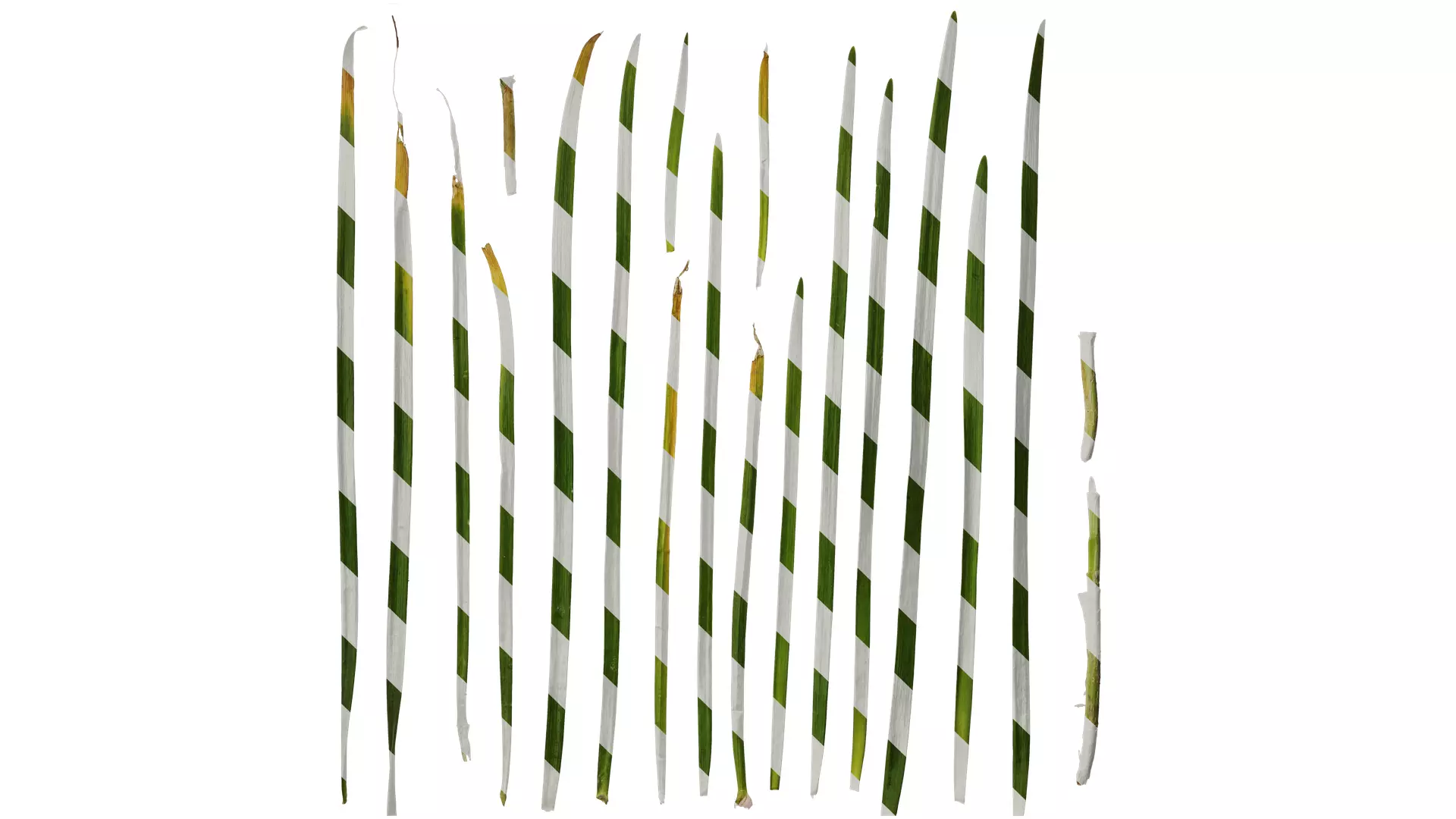 Anydrafts Allium tuberosum Leaf 03 Texture_0