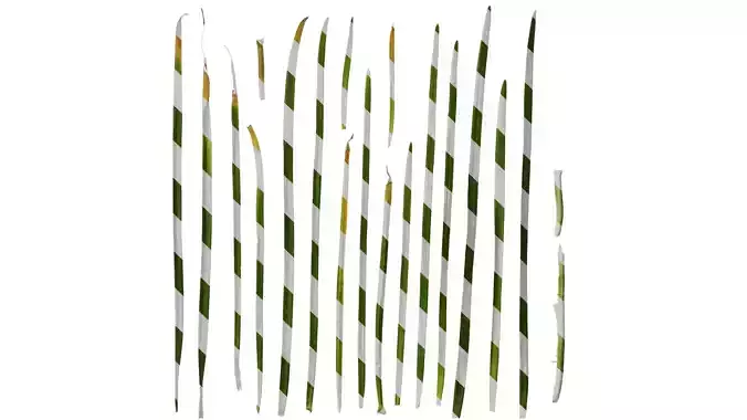 Anydrafts Allium tuberosum Leaf 03