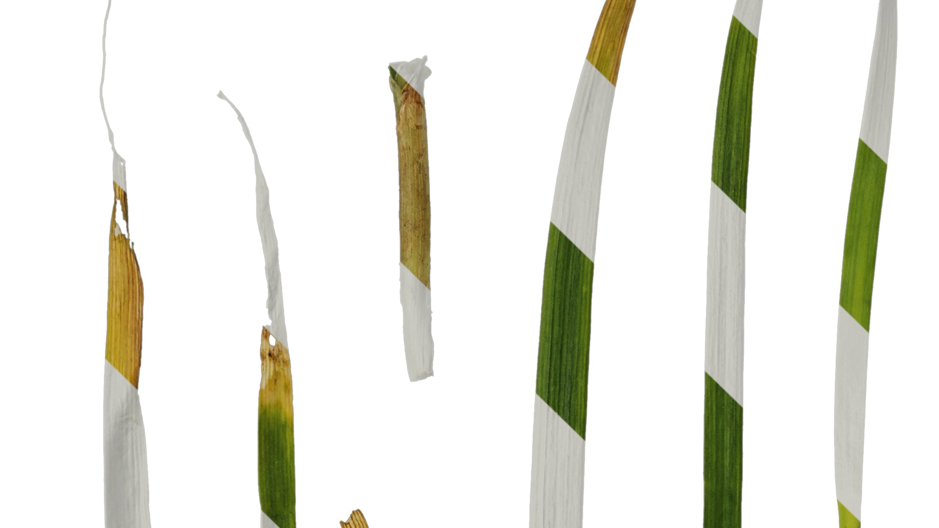 Anydrafts Allium tuberosum Leaf 03 Texture_1