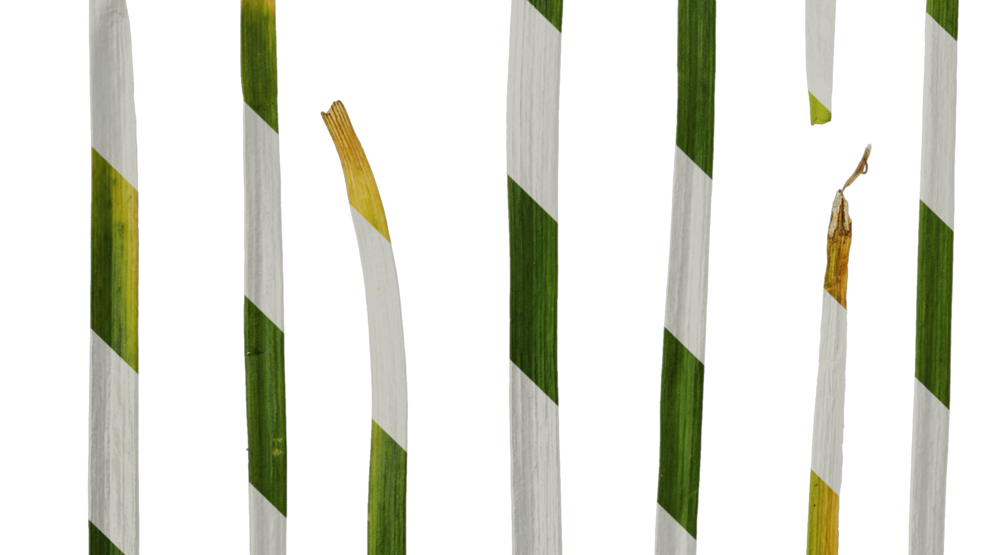 Anydrafts Allium tuberosum Leaf 03 Texture_3